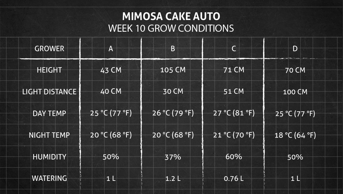 Mimosa Cake Auto cannabis strain: week 10 grow conditions