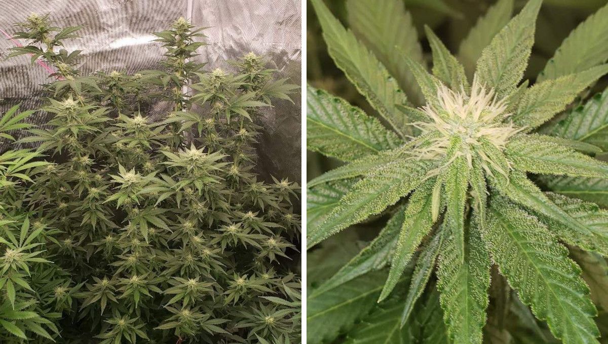 Tropicana Cookies FF cannabis strain: early flower | weeks 8-9 | a tall indoor plant with stretchy branches and many bud site and a closer look at one of the buds with white pistils and trichome-covered trim leaves Tropicana Cookies FF cannabis strain: early flower | weeks 8-9 | a tall indoor plant with stretchy branches and many bud site and a closer look at one of the buds with white pistils and trichome-covered trim leaves