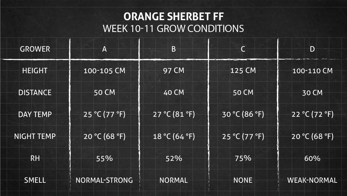 Orange Sherbet FF cannabis strain: weeks 10-11 grow conditions