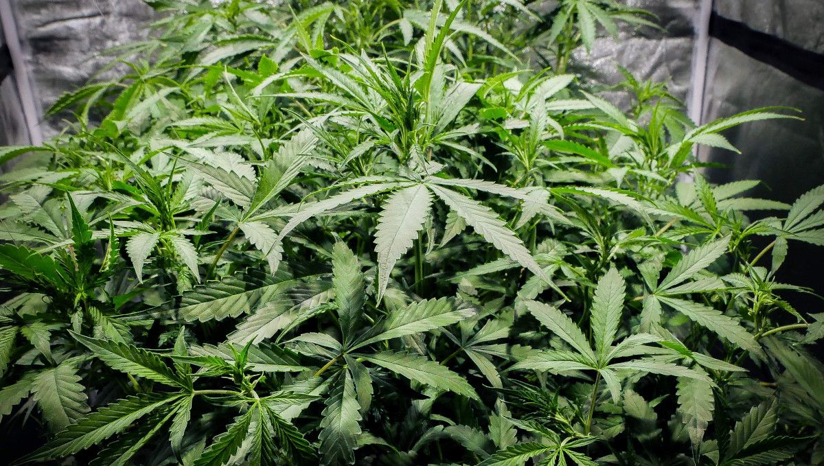 Blueberry Cheese Auto cannabis strain: mid veg | weeks 3-4 | an extremely dense and bushy indoor plant with a huge number of branches Blueberry Cheese Auto cannabis strain: mid veg | weeks 3-4 | an extremely dense and bushy indoor plant with a huge number of branches