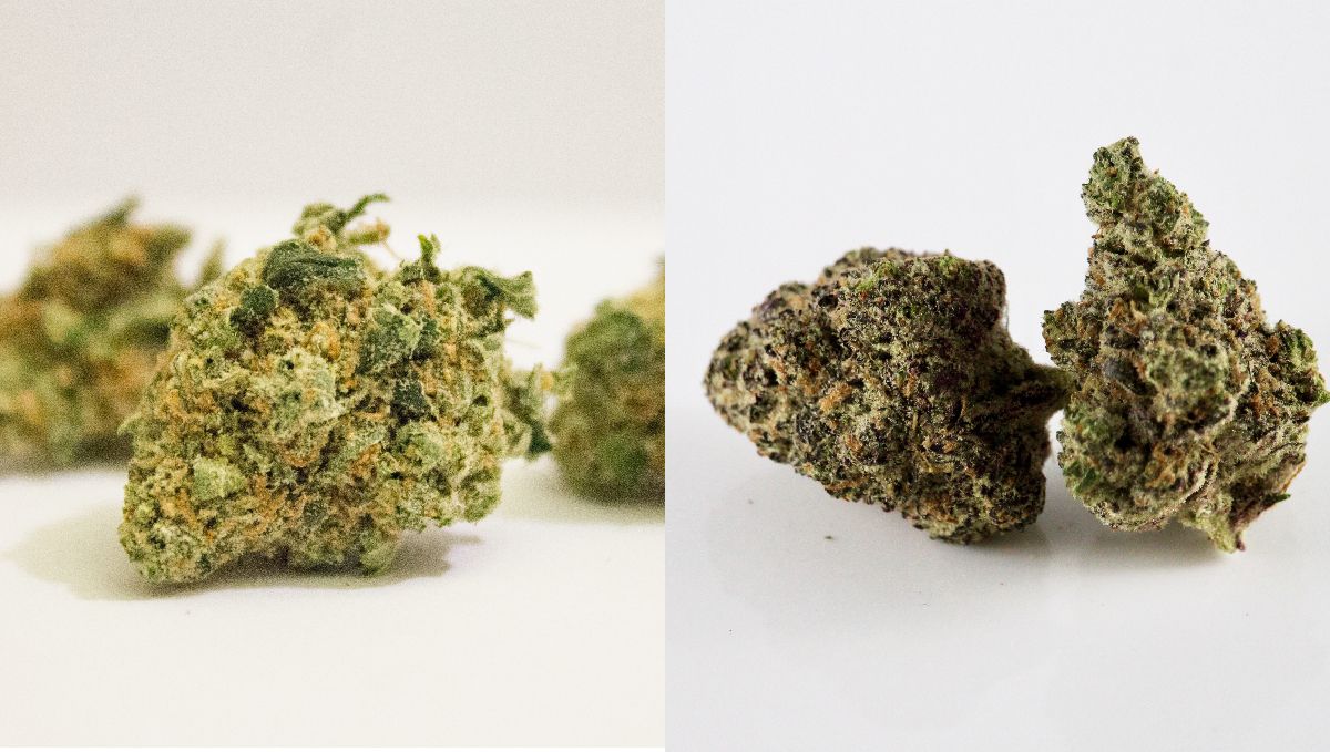 Mold on cannabis plants: mold on harvested cannabis buds Mold on cannabis plants: mold on harvested cannabis buds