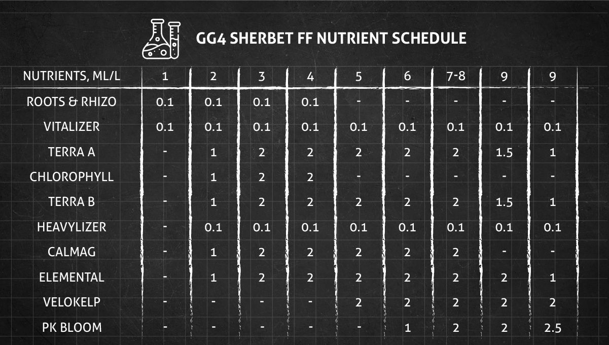 GG4 Sherbet FF cannabis strain: veg and flower nutrient schedule GG4 Sherbet FF cannabis strain: veg and flower nutrient schedule