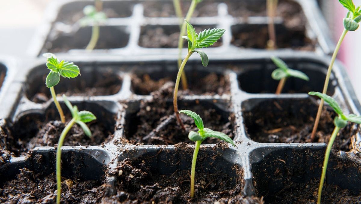 Wie man Autoflowering-Cannabissamen im Freien anbaut: Pflanzung und Keimung