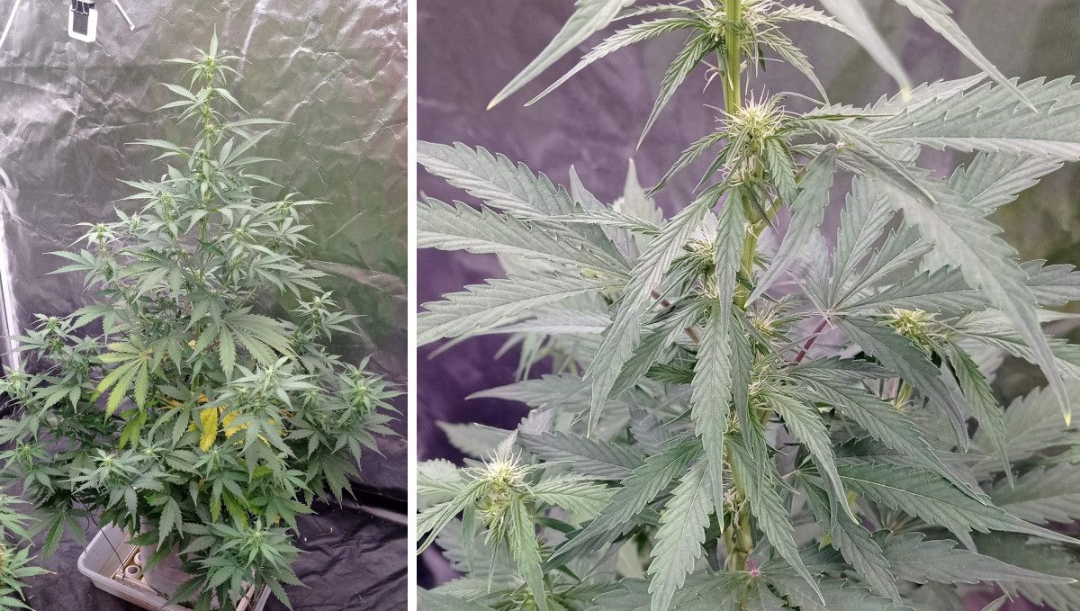 Strawberry Cheesecake Auto cannabis strain: early flower | weeks 6-7 | a stretchy indoor autoflower with a dominant central cola and a closer look at the first flowers growing at the middle nodes