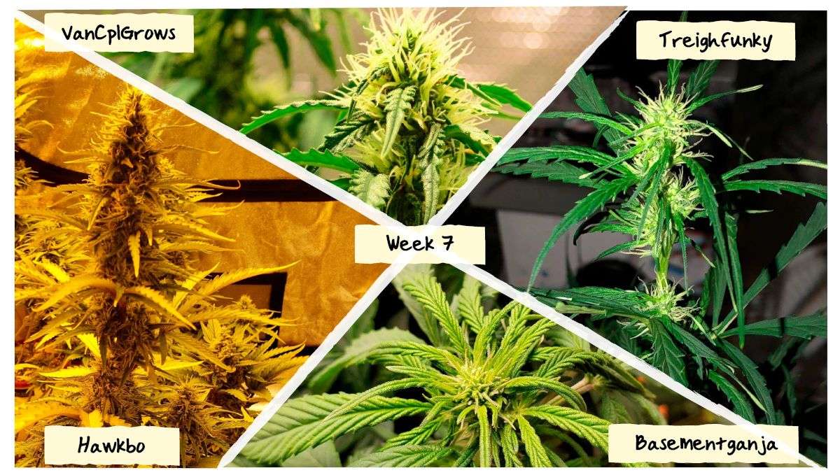 Week 7 Grow Progress Week 7 Grow Progress