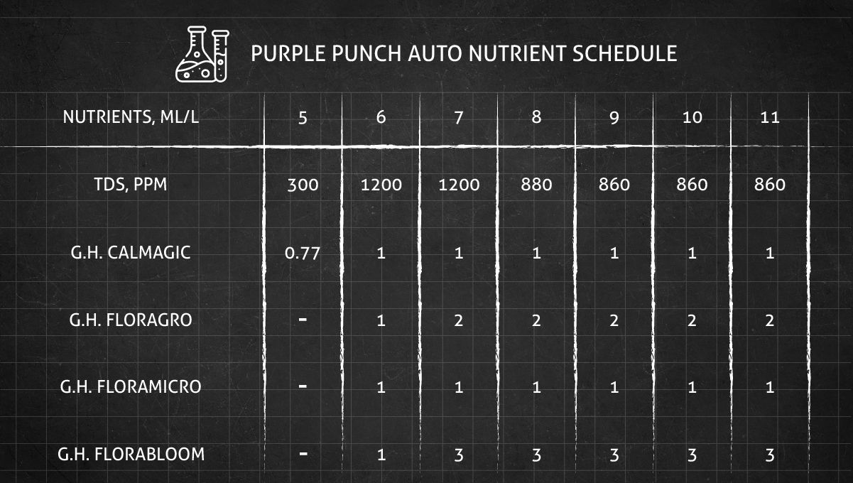 Purple Punch Auto Cannabis Strain Week-by-Week Guide: Feeding schedule for the flowering stage