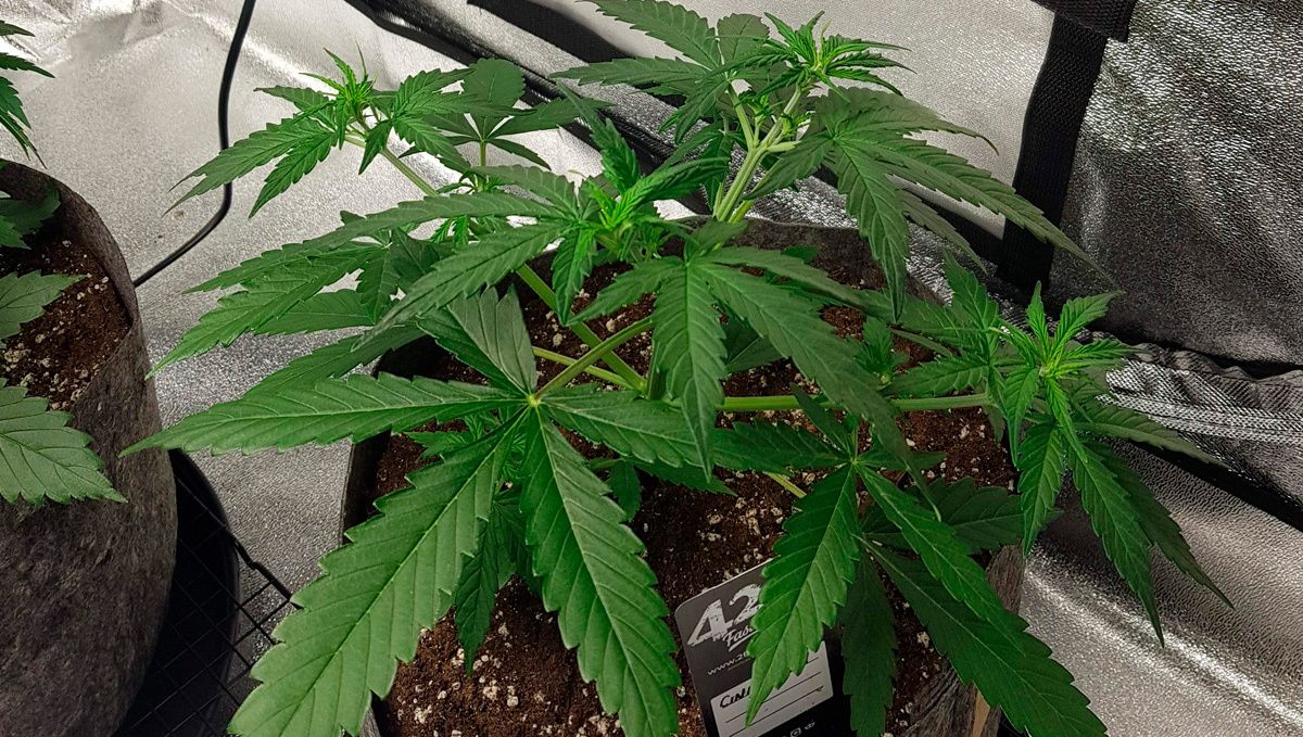 Cinderella auto week-by-week guide: vegetative stage week 3 Cinderella auto week-by-week guide: vegetative stage week 3