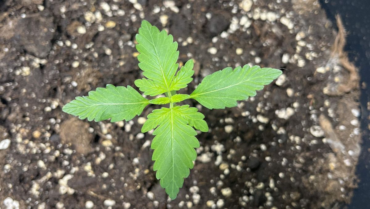 Six Shooter Auto cannabis strain: early veg | week 2 | good progress for day 10 Six Shooter Auto cannabis strain: early veg | week 2 | good progress for day 10