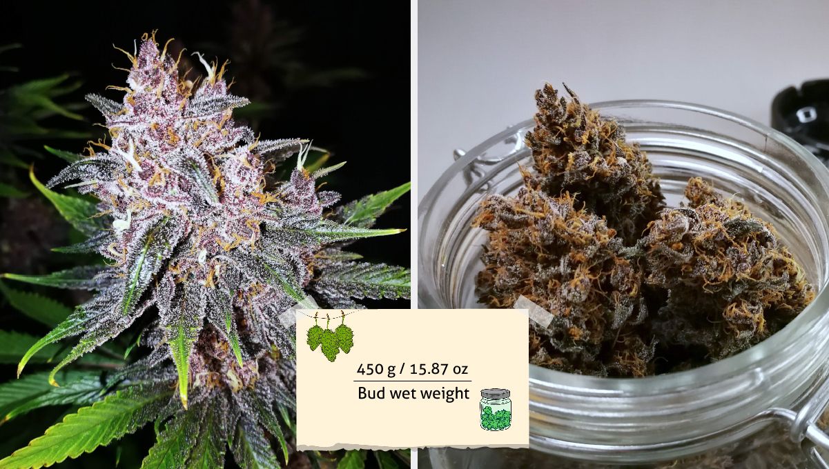 Purple Lemonade FF cannabis strain: yield | a mature purple bud on the eve of harvest and several such buds being cured in a jar Purple Lemonade FF cannabis strain: yield | a mature purple bud on the eve of harvest and several such buds being cured in a jar