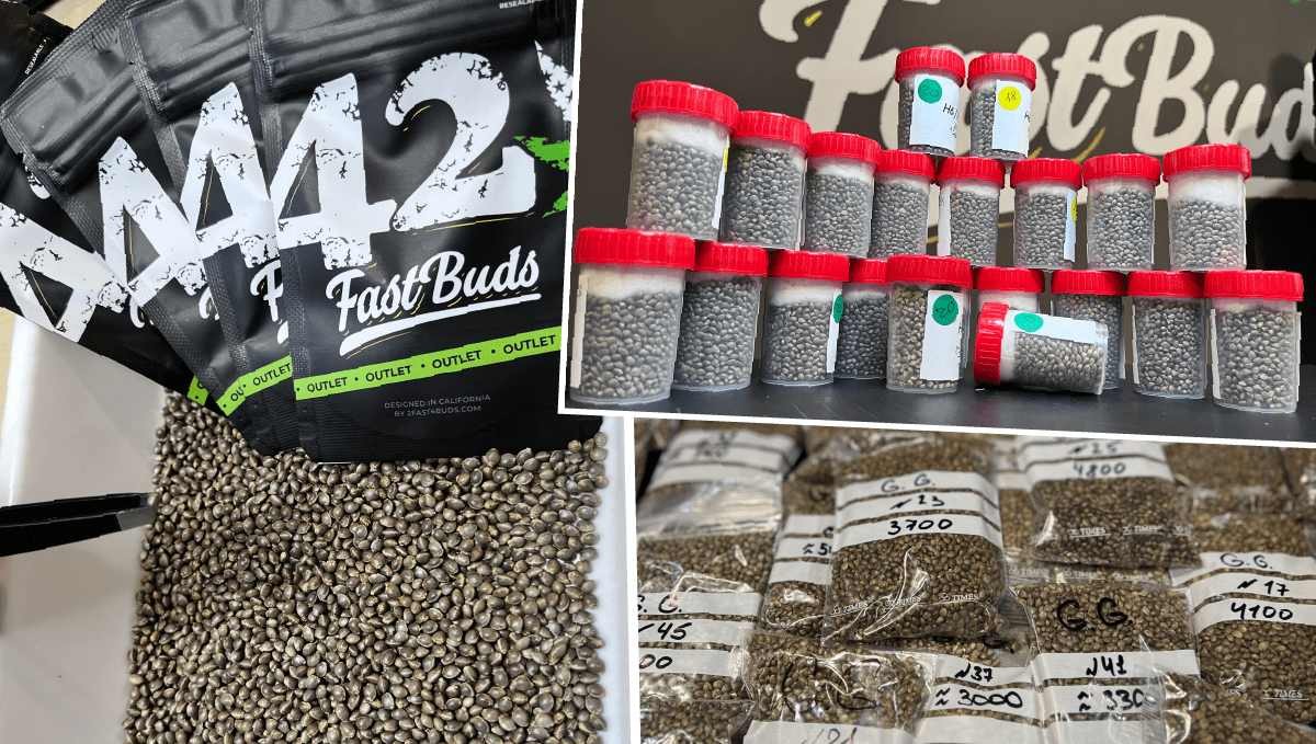 What is Fast Buds' Outlet?
