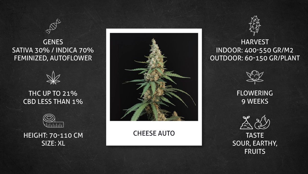 Cheese Auto Cannabis Strain specs sheet