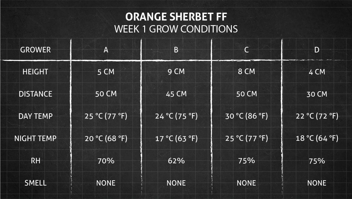 Orange Sherbet Ff Cannabis Strain Week-by-week Guide 