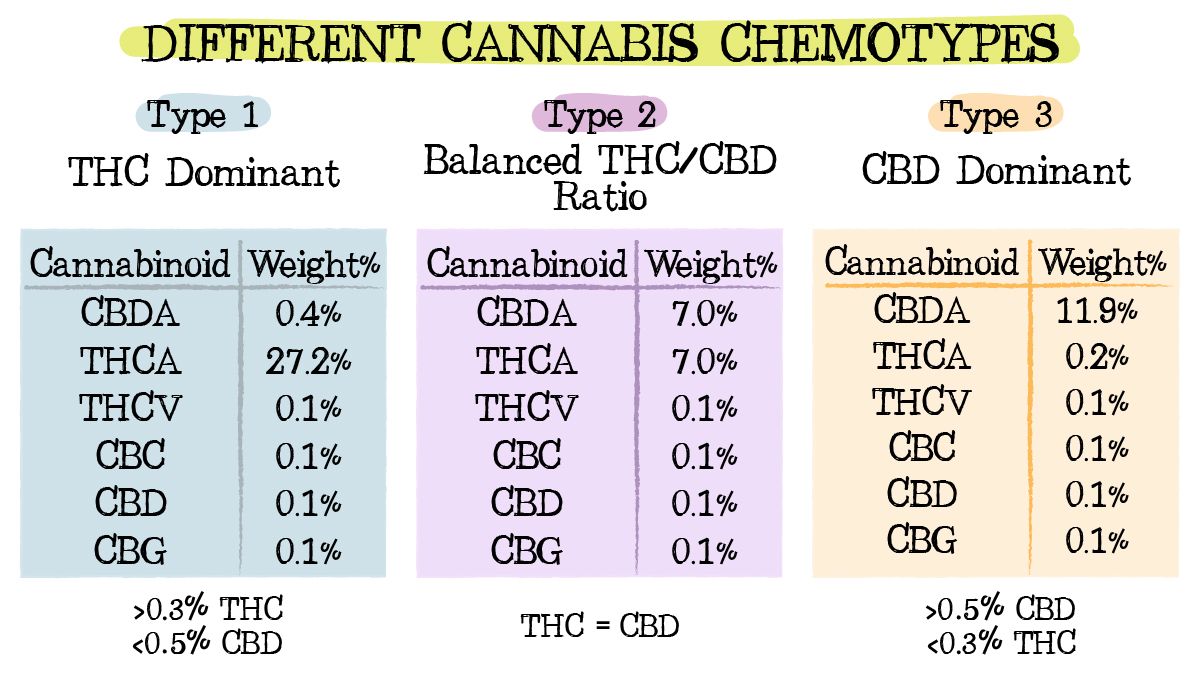 Cannabis chemtypes and chemovars: chemotypes 1, 2 and 3 Cannabis chemtypes and chemovars: chemotypes 1, 2 and 3