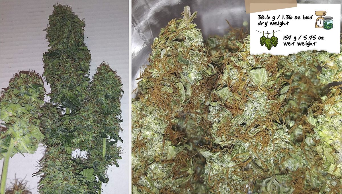 Russian Auto Cannabis Strain Week-by-Week Guide: Shots of wet-trimmed and dried marijuana buds Russian Auto Cannabis Strain Week-by-Week Guide: Shots of wet-trimmed and dried marijuana buds