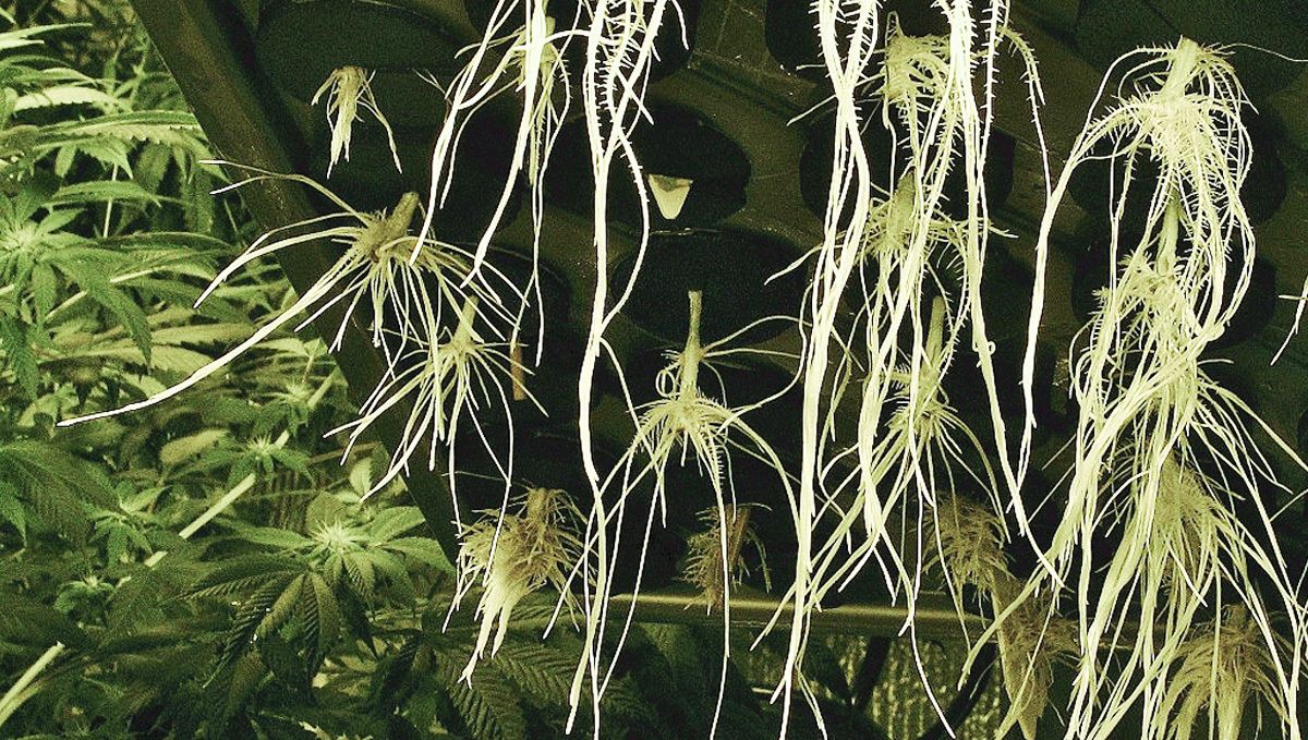 Wie man autoflowering Cannabispflanzen in Hydroponik-Systemen anbaut: Training