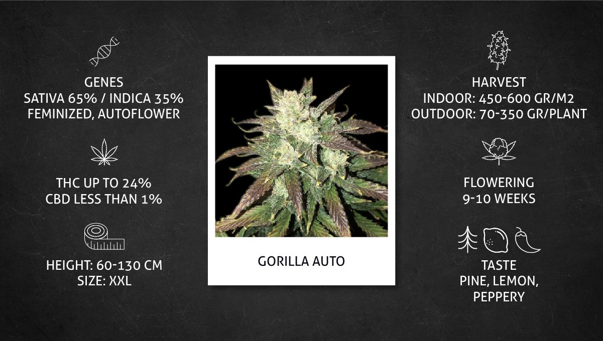 Gorilla Auto Cannabis Strain Week-by-Week Guide: Datasheet Gorilla Auto Cannabis Strain Week-by-Week Guide: Datasheet
