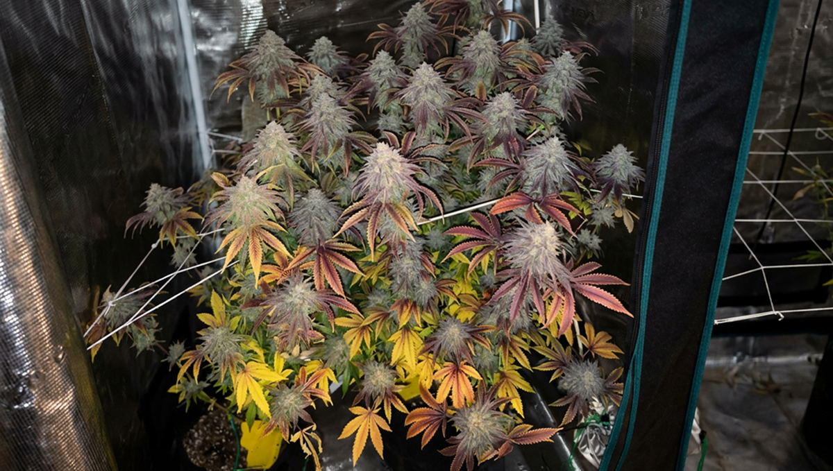 Lemon Cherry Runtz со остар фокус и одлично осветлување од @mike.