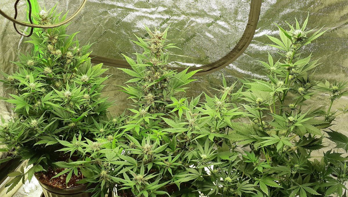 LSD-25 Auto cannabis strain: transition (pre-flower) | week 5 | three indoor marijuana plants flowering profusely LSD-25 Auto cannabis strain: transition (pre-flower) | week 5 | three indoor marijuana plants flowering profusely