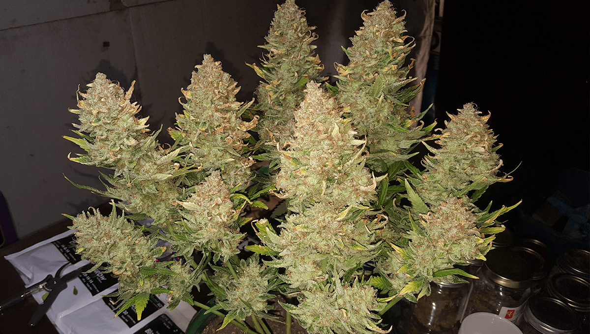 Best auto strains for sleep: afghan kush auto
