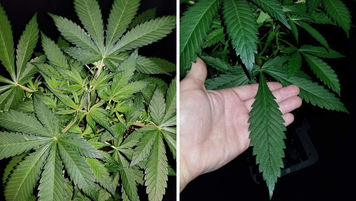 Grapefruit Auto cannabis strain: mid veg | weeks 5