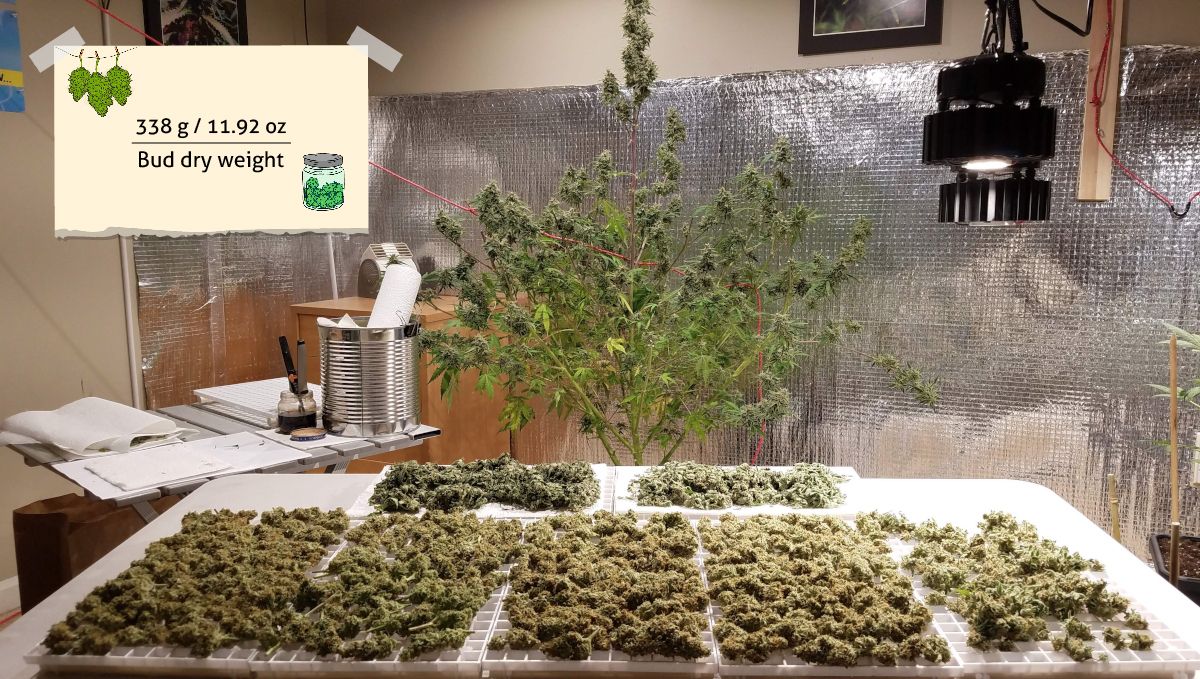 Green Crack Auto cannabis strain outcome: marijuana buds spread on a flat surface and a big indoor plant in the background