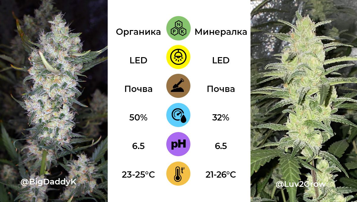 Genotype and phenotype: examples