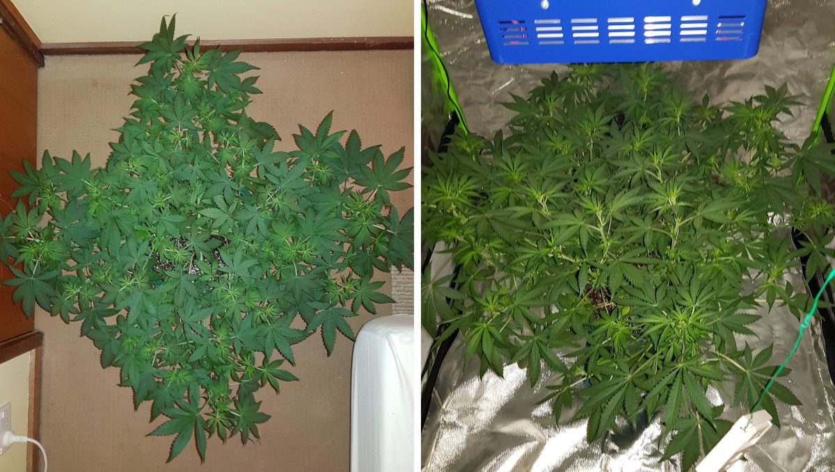 LSD-25 Auto cannabis strain: transition (pre-flower) | week 5 | a top view of a big indoor autoflower as it starts budding LSD-25 Auto cannabis strain: transition (pre-flower) | week 5 | a top view of a big indoor autoflower as it starts budding