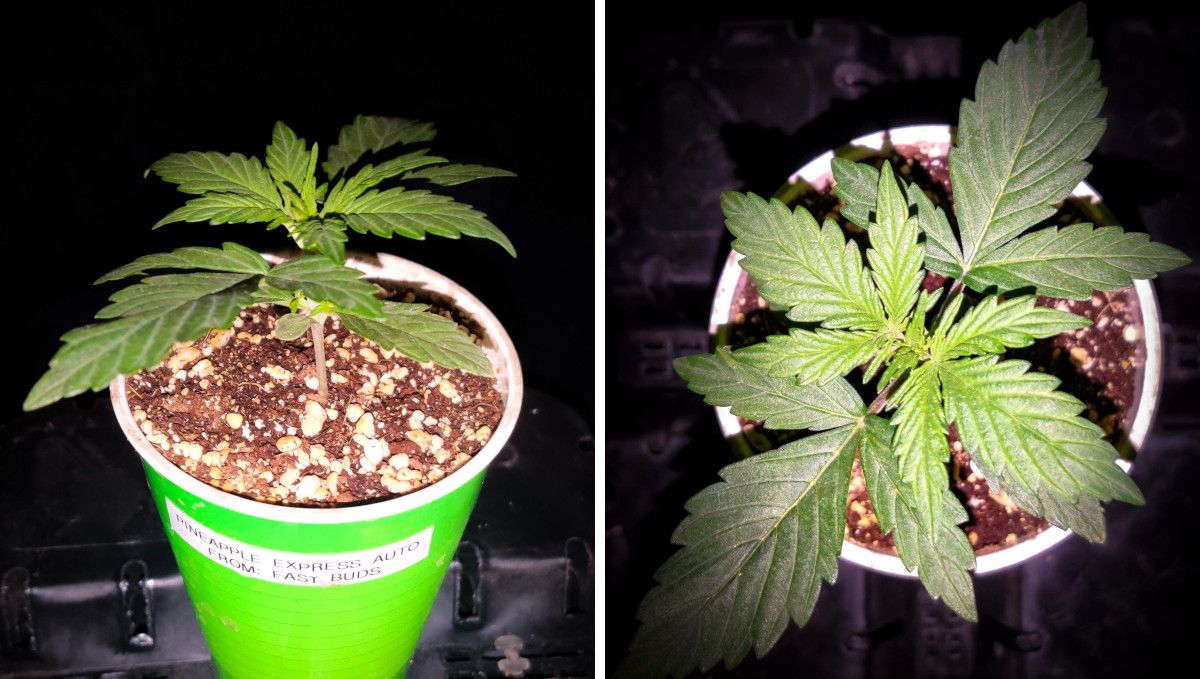 Pineapple Express Auto cannabis strain: early veg | week 2 | a two-week-old weed plant in a solo cup