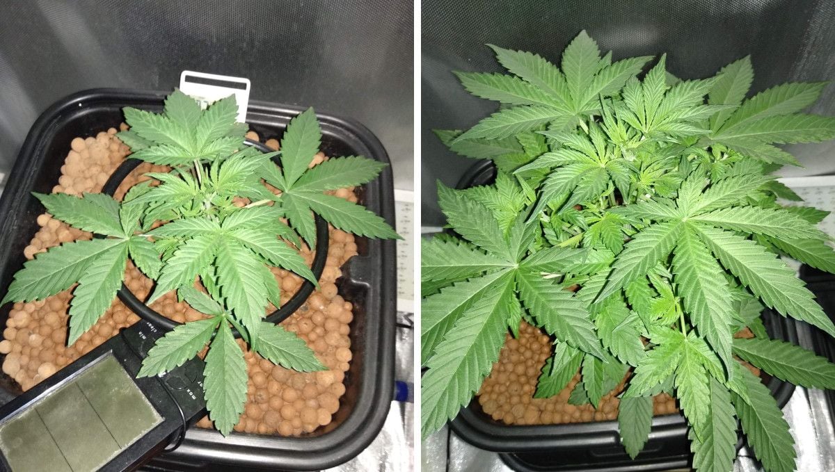 Tangerine Dream Auto cannabis strain: mid veg | weeks 3-4 | the progress of an indoor weed plant grown in DWC