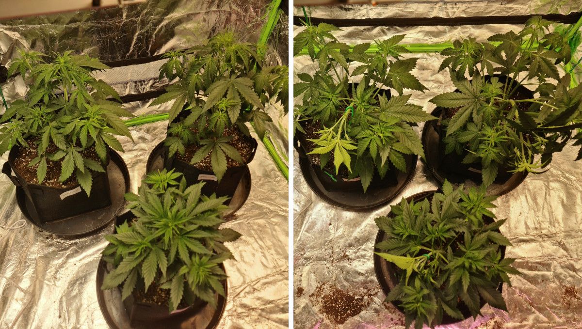 Gorilla Punch Auto cannabis strain: mid veg | weeks 3-4 | several autoflowers in a tent before and after LST Gorilla Punch Auto cannabis strain: mid veg | weeks 3-4 | several autoflowers in a tent before and after LST