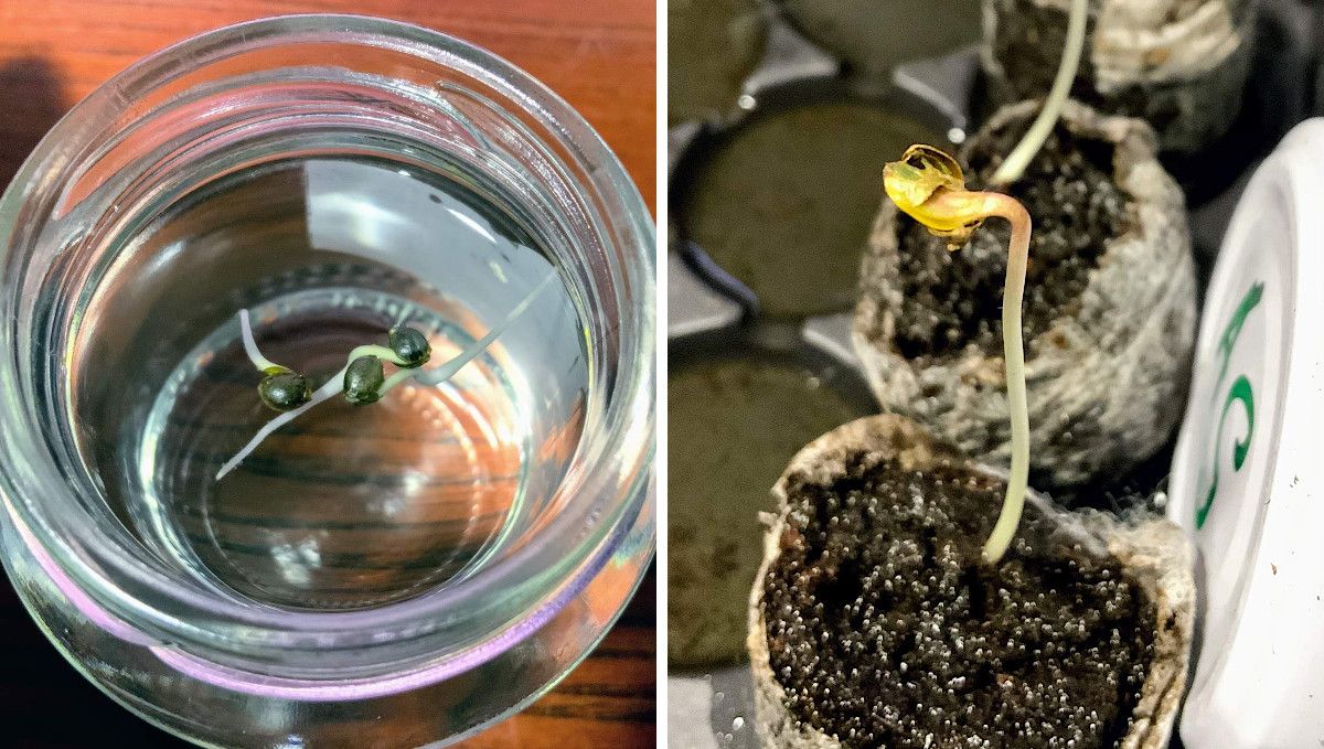 Gorilla Auto Cannabis Strain Week-by-Week Guide: Seeds with long taproots floating on water surface in a glass and seedlings with long stalks and unshed hulls growing out of jiffy plugs Gorilla Auto Cannabis Strain Week-by-Week Guide: Seeds with long taproots floating on water surface in a glass and seedlings with long stalks and unshed hulls growing out of jiffy plugs