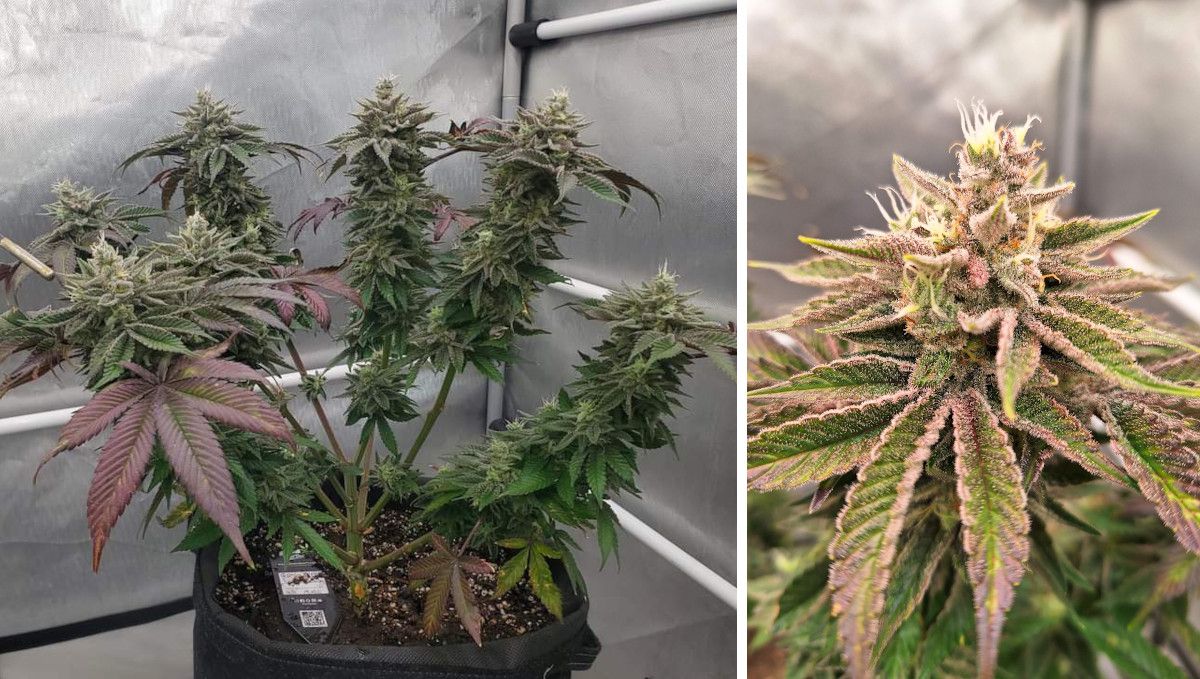 GG4 Sherbet FF cannabis strain: ripening and harvest | weeks 12 | a heavily defoliated indoor plant and a closer shot of its mature frosty bud GG4 Sherbet FF cannabis strain: ripening and harvest | weeks 12 | a heavily defoliated indoor plant and a closer shot of its mature frosty bud