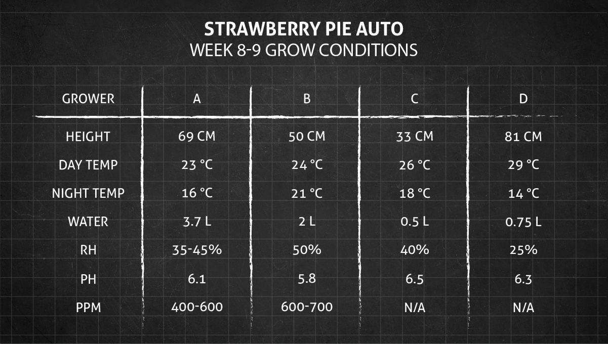 Strawberry Pie Auto Cannabis Strain Week-by-Week Guide: Weeks 8-9 grow conditions