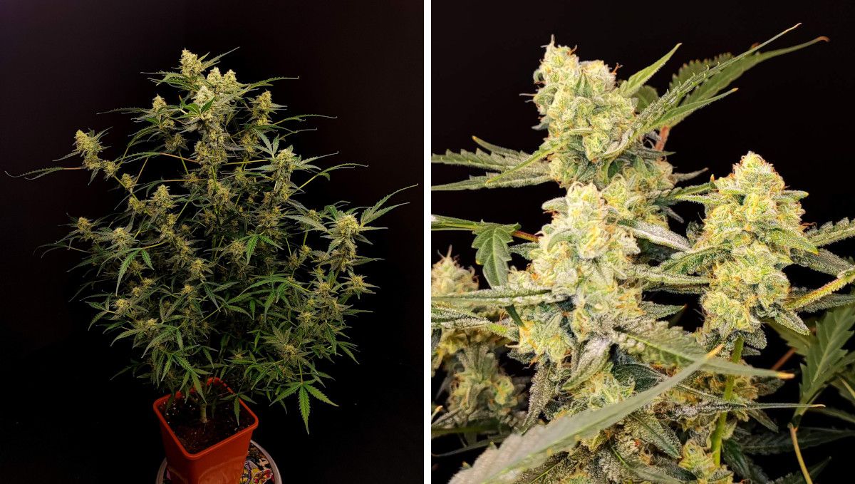 Six Shooter Auto cannabis strain: ripening and harvest | weeks 10+ | a tall, multi-branch indoor ganja plant and its frost-covered buds Six Shooter Auto cannabis strain: ripening and harvest | weeks 10+ | a tall, multi-branch indoor ganja plant and its frost-covered buds