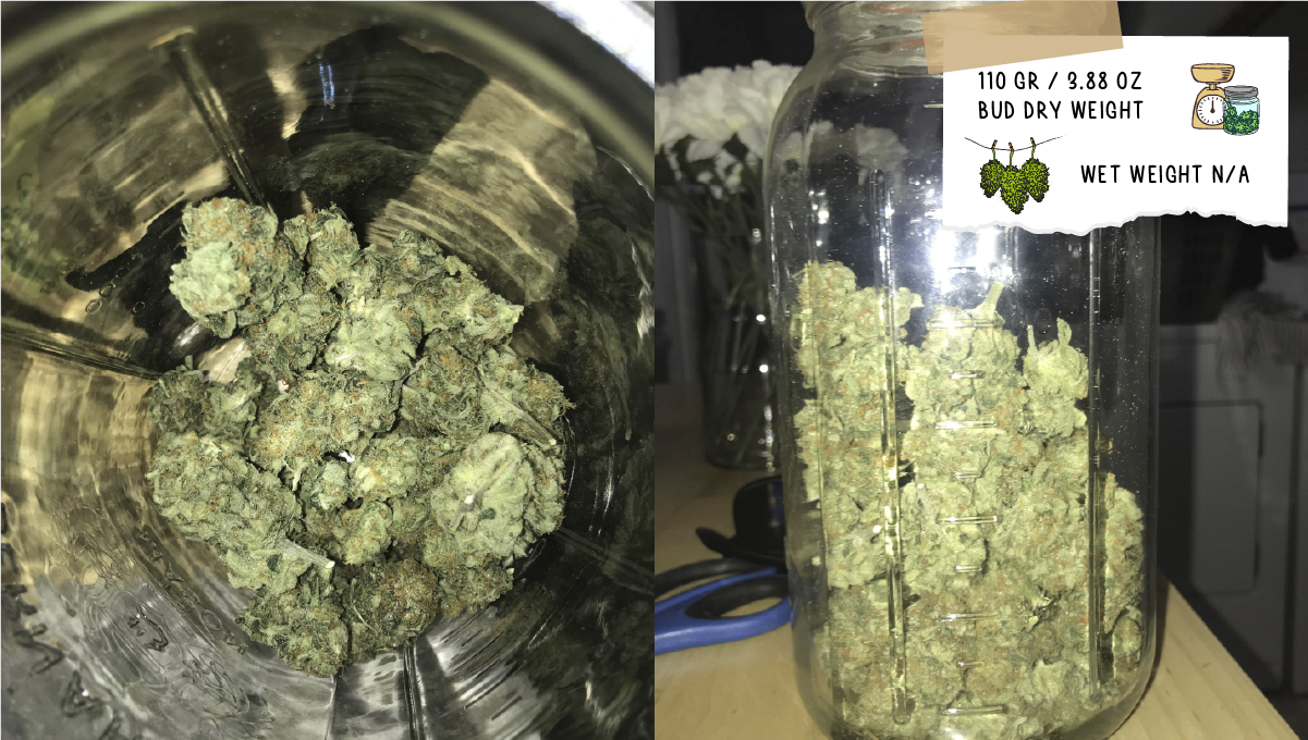 Cookies kush cannabis strain week-by-week guide: yield and smoke report Cookies kush cannabis strain week-by-week guide: yield and smoke report