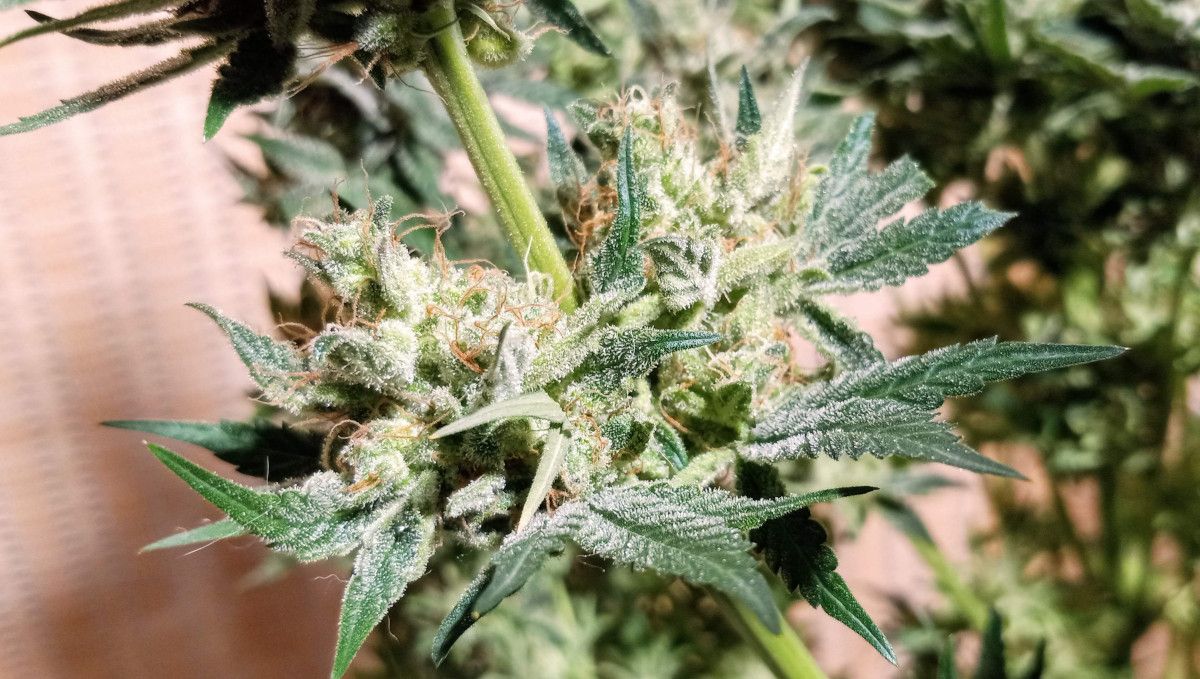 Orange Sherbet FF cannabis strain: ripening and harvest | weeks 12 | very resinous and mature lower buds