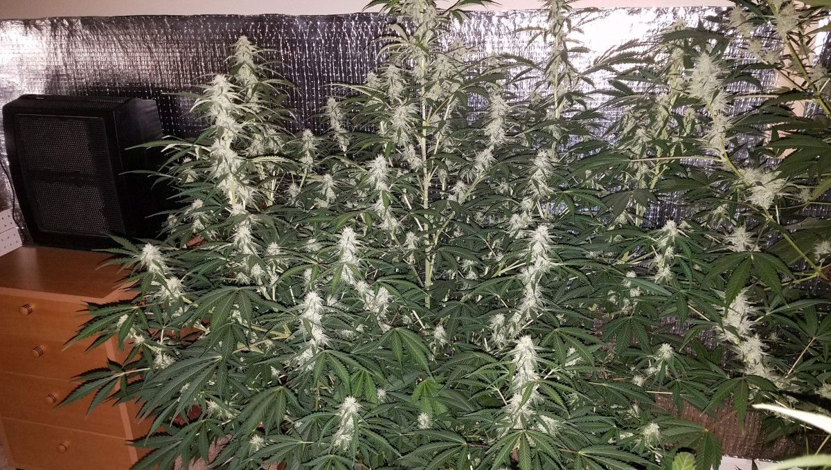 Green Crack Auto cannabis strain: mid flower (bulk phase) | weeks 8-9 | a huge indoor autoflower with many branches covered in flowers