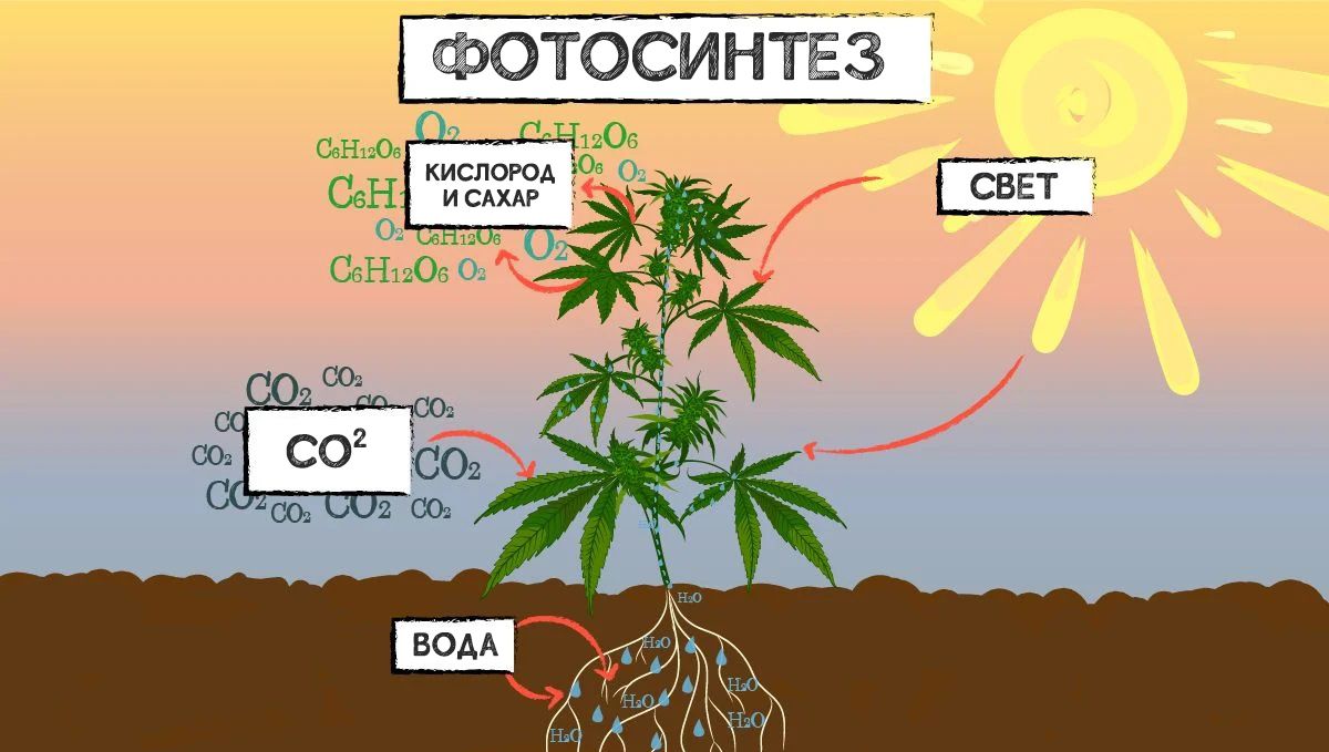 Can Sugar Improve Your Cannabis Plant Growth? - A schematic drawing showing a cannabis plant engaged in the process of photosynthesis