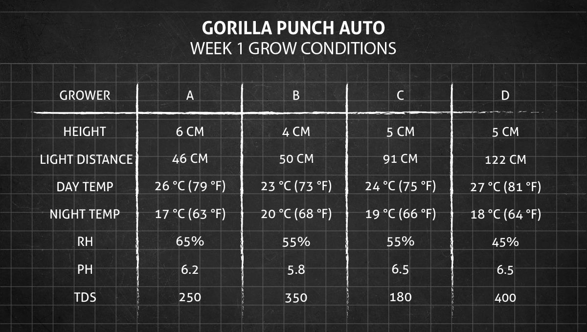 Gorilla Punch Auto cannabis strain: week 1 grow conditions Gorilla Punch Auto cannabis strain: week 1 grow conditions