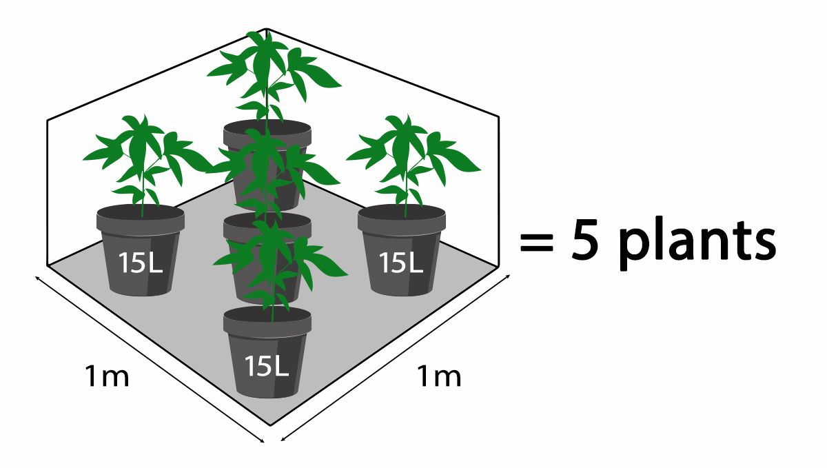 How many autoflowers in a square meter: Number of plants based on pot size How many autoflowers in a square meter: Number of plants based on pot size