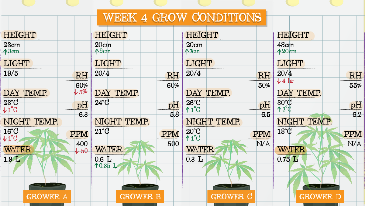 Strawberry Pie Auto Cannabis Strain Week-by-Week Guide: Week 4 grow conditions