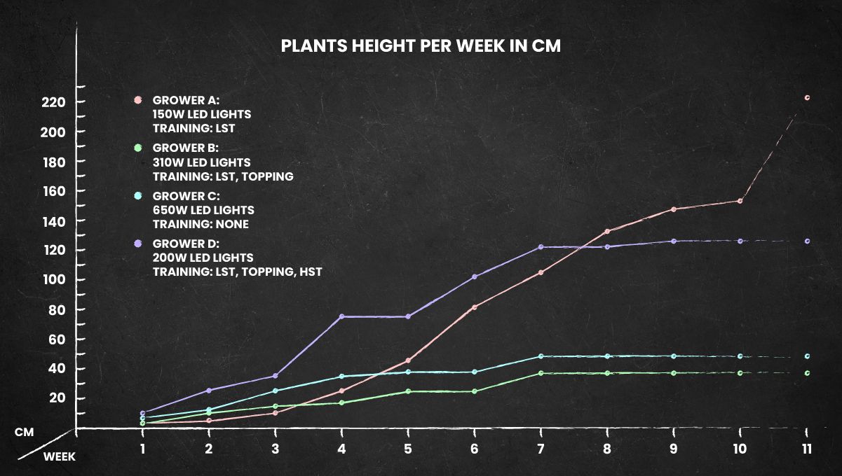 GG4 Sherbet FF cannabis strain: height chart for the whole life cycle GG4 Sherbet FF cannabis strain: height chart for the whole life cycle