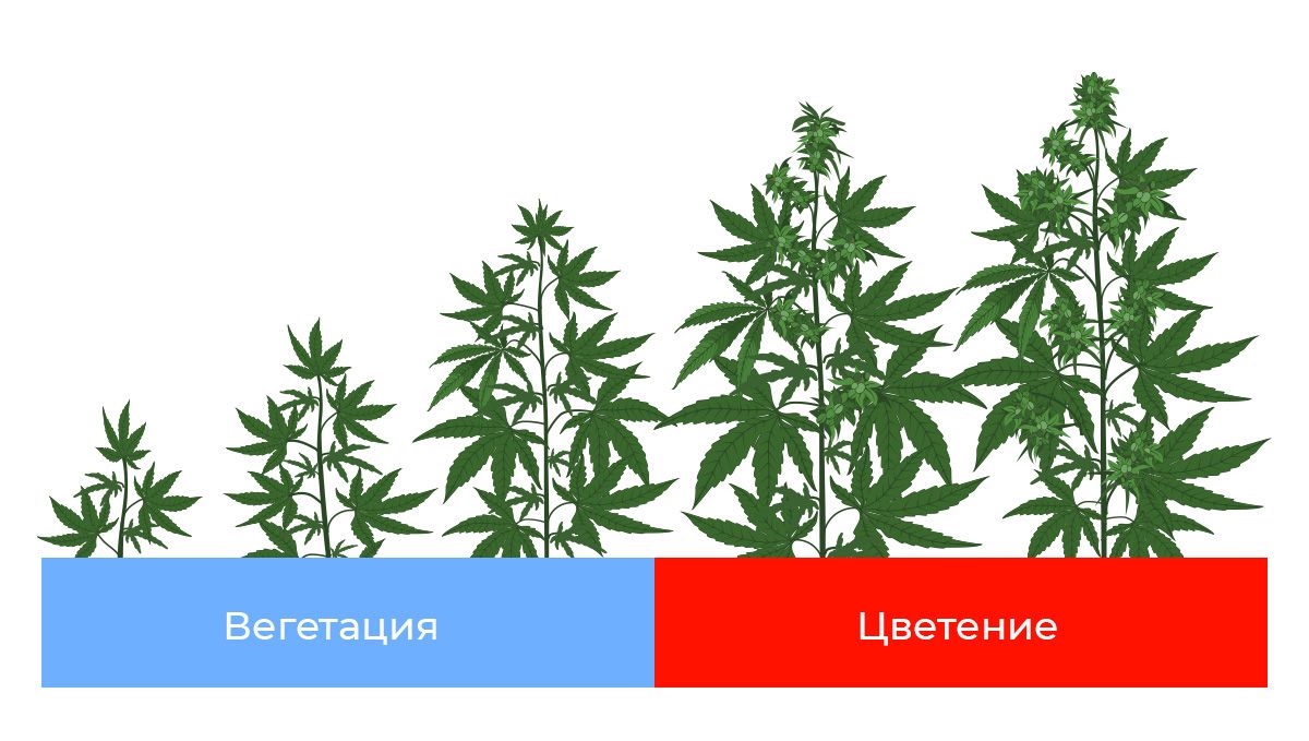 stage_light_es.jpg Best light spectrum for autos: light spectrum for each stage