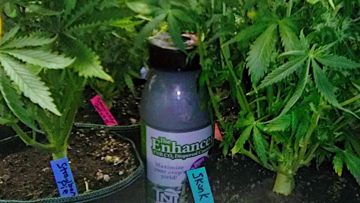 Strawberry Pie Auto Cannabis Strain Week-by-Week Guide: A CO2 bottle hidden below the canopy of weed plants