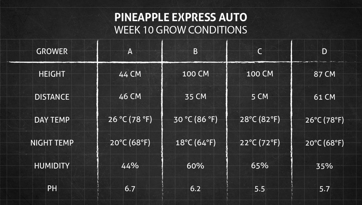 Pineapple Express Auto cannabis strain: week 10 grow conditions