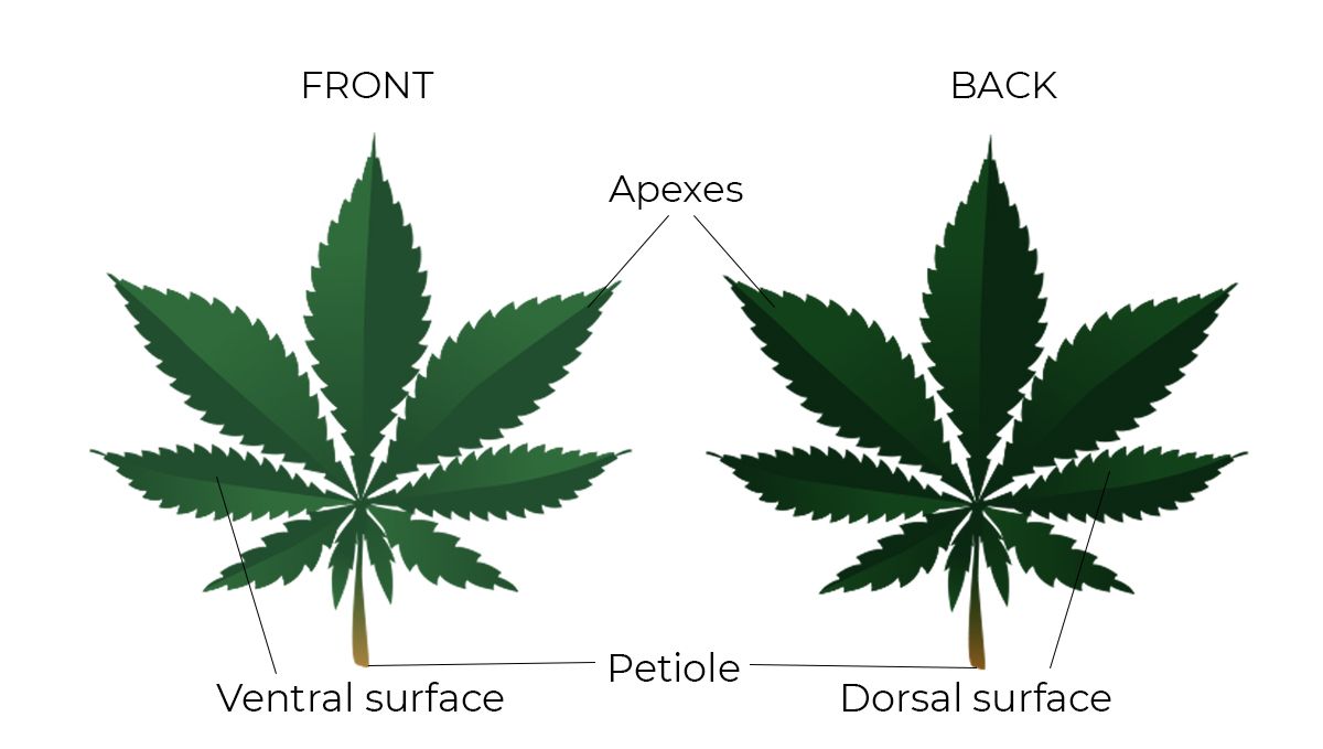 Teile der Fächerblätter einer Cannabispflanze