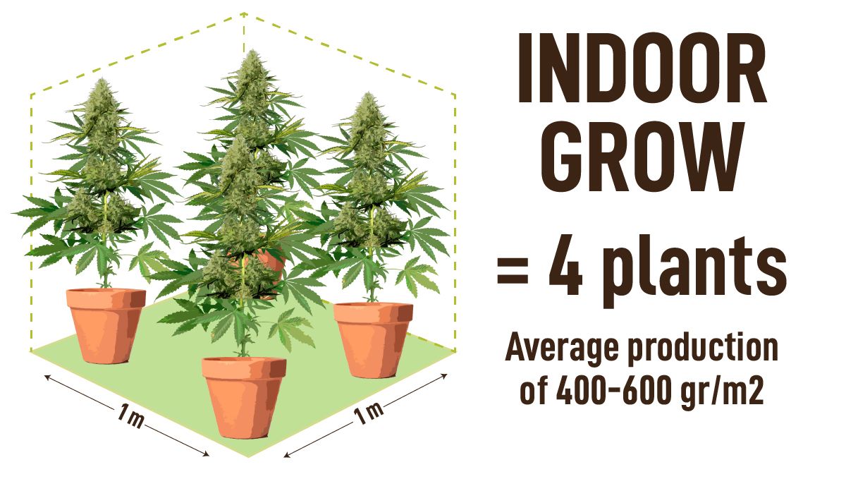 The Benefits of Growing Your Own Weed at Home: Indoor grow