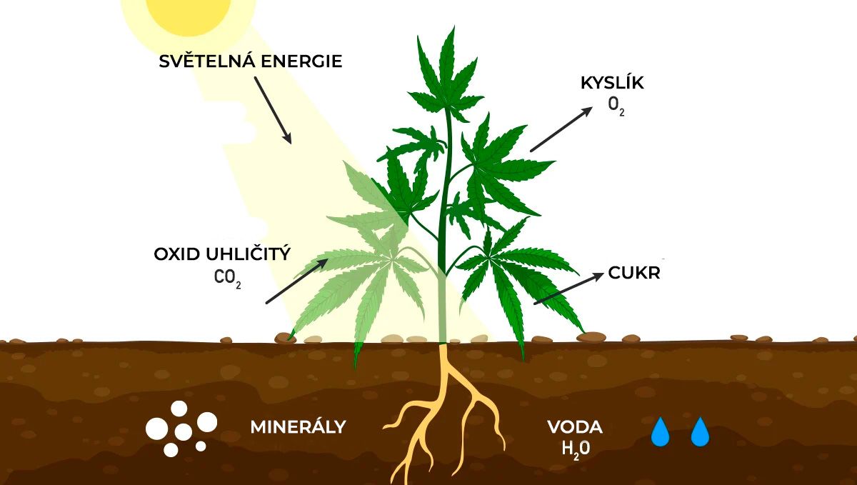 Zvýšení výnosů konopí pomocí CO2: fotorespirace
