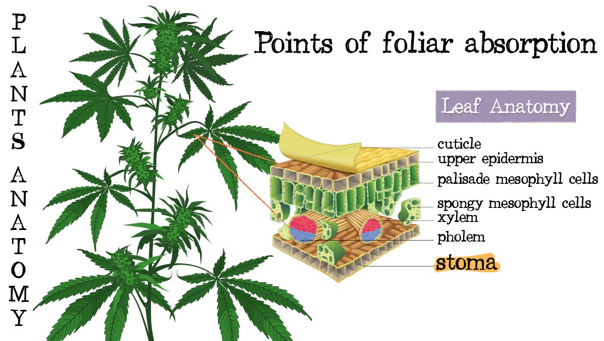 Foliar feeding guide: plant anatomy