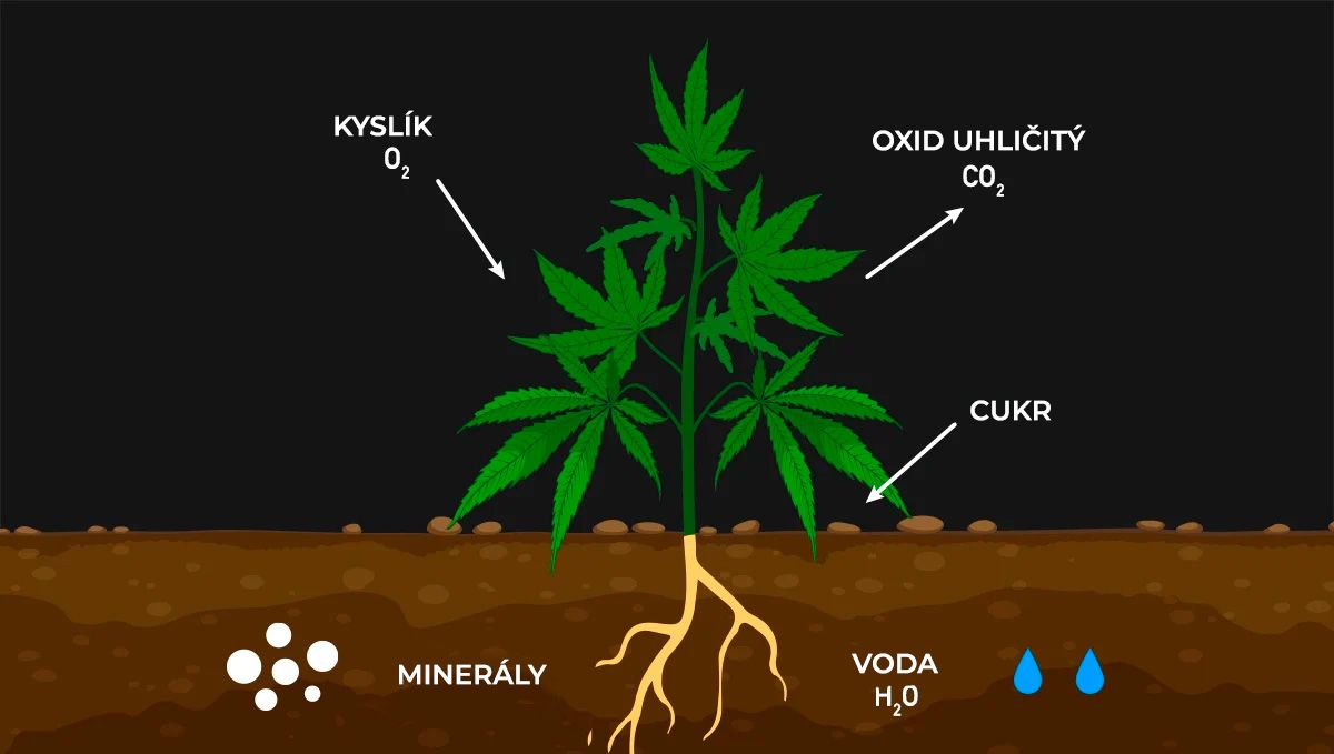 Zvýšení výnosů konopí pomocí CO2: dýchání ve tmě